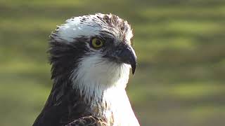 Gweilch Glaslyn 2023 Glaslyn Ospreys [upl. by Atsuj]