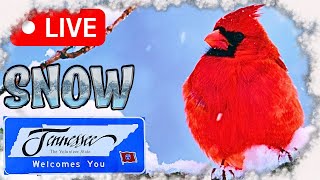 🔴☃️❄️Snowy Tennessee Woods 11524 LIVE Bird Feeder Cam Nashville TN [upl. by Mcnally]