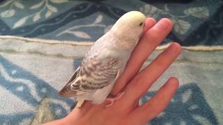 Cobalt Cinnamon Opaline Budgie  коричный кобальтовый опалин [upl. by Enirol]