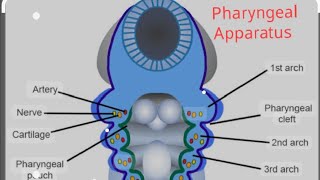 Embryology of Pharyngeal Arches [upl. by Kylila865]