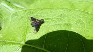 Black Banded Bee Fly Hemipenthes morio De Esch Rotterdam ZH the Netherlands 5 June 2024 [upl. by Sukramaj]