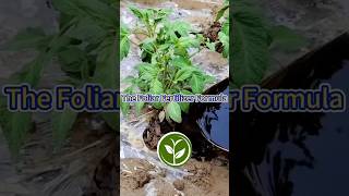 The Foliar Fertilizer Formula shortvideo garden howto youtubeshorts viralvideo agriculture [upl. by Soutor]