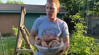 Harvesting Sweet Potatoes [upl. by Assirahs102]