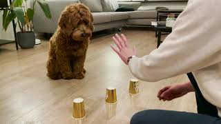 Labradoodle puppy playing ball and cup [upl. by Eddana]