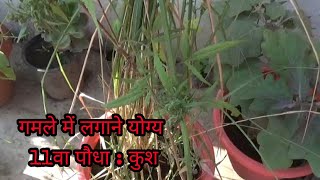 कुश पौधा क्यों लगाएं अपने गमले में Eragrostis Cynosuroides के 11 चमत्कारी फायदे  ayurveda [upl. by Urbannai438]