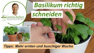 Basilikum 🌿 richtig schneiden ✂️ und ernten für buschiges 🌴 Wachstum [upl. by Adnovoj]