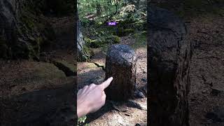 This tree STUMP is surviving off its neighbor trees [upl. by Conley]