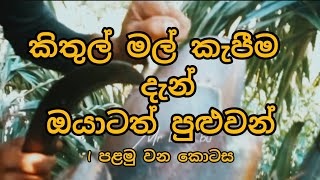 how to make kithul flower how to make palom toddy kithulmalkepima කිතුල් මල් කැපීමnaturally [upl. by Som689]