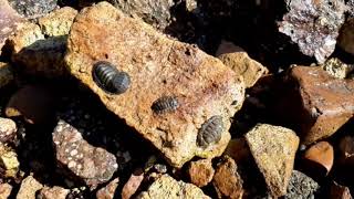 Negative phototaxis green chiton [upl. by Aindrea]