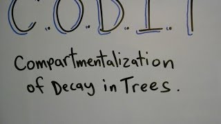 Plant ID Compartmentalization of Decay in Trees CODIT [upl. by Alrahc]