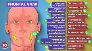 MUSCLES OF FACIAL EXPRESSION  Anatomy Model [upl. by Jeanelle755]