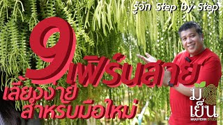 9 เฟิร์นสาย เลี้ยงง่าย สำหรับมือใหม่ [upl. by Enimrej52]