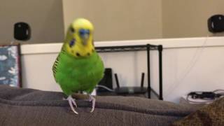 Kiwi The Parakeet Talking For Almost 2 Minutes [upl. by Esilehs221]