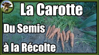 Une culture de carottes de A à Z au potager traditionnel  Astuces pour faciliter le désherbage [upl. by Esela]