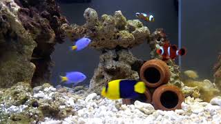 Bicolor Angelfish maroon clownfish and damsel fish [upl. by Stout]