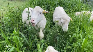 St Croix Rams Strategically Grazing Covers in Between Spring Carrots and Fall Garlic covercrops [upl. by Razec538]