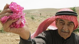 The Damask Rose Flower  One of the worlds most ancient rose plant  Paneer Rose Plant [upl. by Barraza]