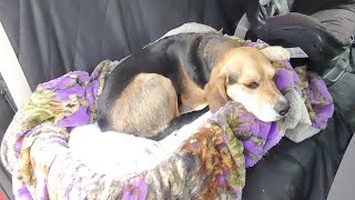 7 Best Car Seat For Dogs 🐶 Dog Car Seats Crash Tested  Top Video [upl. by Assenar]