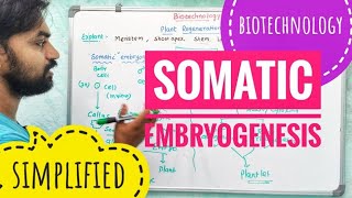 Somatic Embryogenesis  Biotechnology [upl. by Utham]