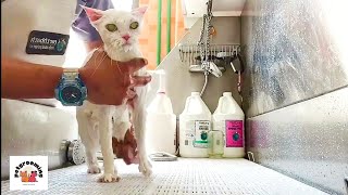 How to Groom A Cat  Persian Cat Basic Grooming Haircut  Pet Grooming TV [upl. by Cordelia]