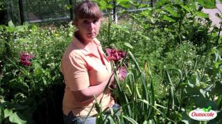 Polyculture Gardening Method For Dry Climates [upl. by Kirima]