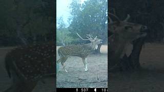 Axis buck Bellowing caught on one of our trail cams axis deer buck [upl. by Eintruok823]