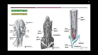 head and neck venography anatomy [upl. by Monti366]