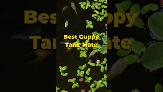 Best Guppy Tank Mates Aquatic Snails 🐌 guppyfish mysterysnails shorts [upl. by Ytsud]