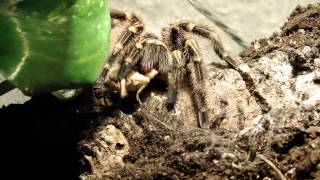 Grammostola pulchripes  Ultrafast turnaround [upl. by Zia]