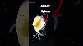 Water Flea Under Microscope Daphnia [upl. by Annaek910]