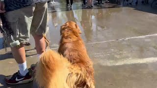 Celebrate the Dog Day of Summer at Osborn Aquatic Center [upl. by Aborn968]