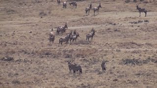 Hunting gemsbok in South Africa [upl. by Eniamurt387]