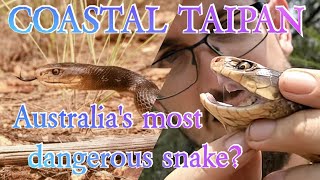 Australias MOST DEADLY snake  The coastal taipan [upl. by Linder]