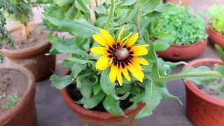 How to grow Rudbeckia flowers in potsUrdu [upl. by Arihaj]