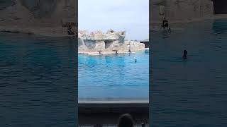 Дельфинарий Римини 🐬🐬 Dolphinarium Shaw Tanzen танцы в воде 🐬🐬 [upl. by Sibylle]