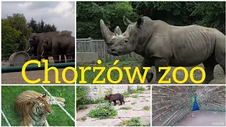 Chorzów zoo  Śląski Ogród Zoologiczny [upl. by Alber]