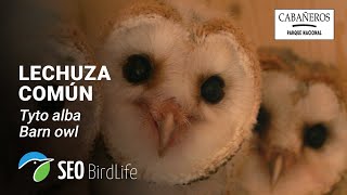 🦉 Lechuza común  INTERIOR  🔴 DIRECTO Parque Nacional de Cabañeros [upl. by Ayamat]