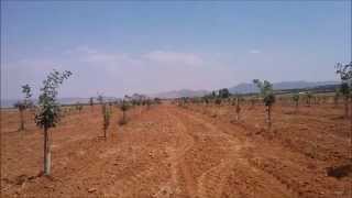 Plantacion de pistachos de 4 años en secano [upl. by Barbaraanne]