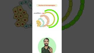 Structure of Microsporangium [upl. by Innob]