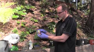 How to root hardwood semihardwood and softwood cuttings [upl. by Aicnetroh]