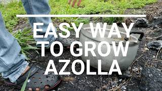 Free azolla Seeds  Where to buy azolla seeds [upl. by Nadirehs]