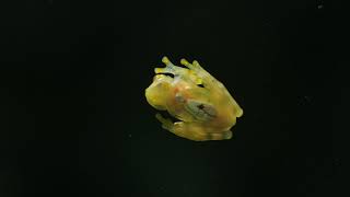 Raticulated Glass Frog Hyalinobatrachium valerioi [upl. by Gish]