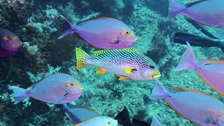 Yellowmask Surgeonfish and a Sweetlips  Raja Ampat Indonesia [upl. by Risser]