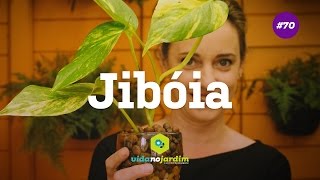 Jibóia uma planta de fácil cultivo [upl. by Nifled570]