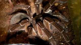 Tarantula Feeding video 24 Juicy roaches [upl. by Marta629]