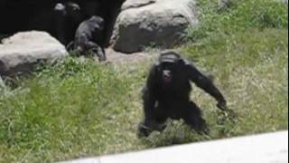 Chimp attacks man [upl. by Johnette113]