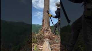 Expert cutting big treeLets find outwoodworking asmr cuttingwork wood woodworker [upl. by Feirahs]