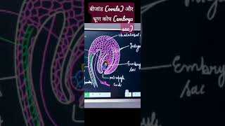 Embryo sacovule structure। पौधों में भ्रूण कोष बीजांडgksciencetgt PGT NEETshorts [upl. by Atikkin]