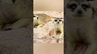 Facts You Didn’t Know About Meerkats [upl. by Ahsirek879]