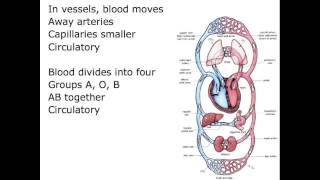 Circulatory System Song [upl. by Aural]